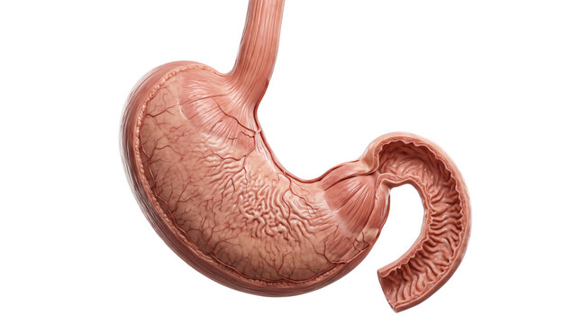 Human stomach anatomy and internal rugae structure. Detailed cross-section view of digestive organ. Medical 3D rendering
