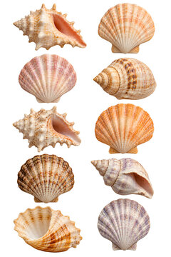 Collection of Natural Seashells Isolated on Transparent Background