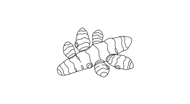 Ginger Root Botanical Line Art Vector Illustration