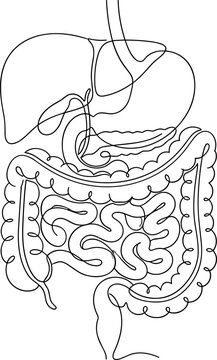 Continuous single line drawing of human digestive system anatomy including liver stomach and intestines.
