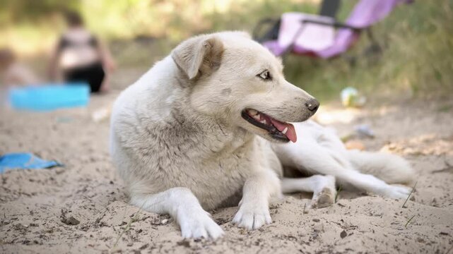 A cream-colored mixed breed dog rests on the warm dry sand of a sunny summer beach. Concept of pet relaxation, canine companionship, warm weather, and outdoor travel with domestic animals.