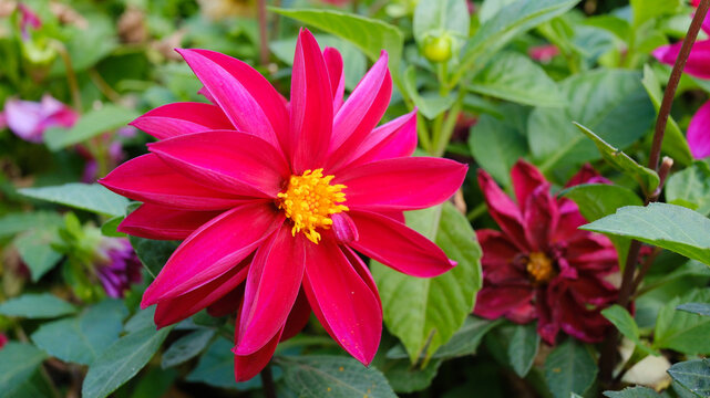 A dark pink dahlia flower. A beautiful natural backdrop.
