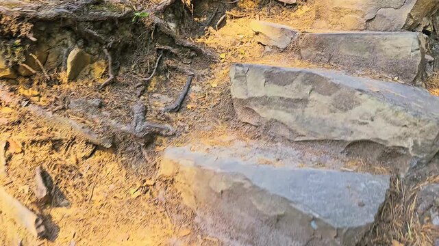 a picturesque walk in the forest, stone steps among the roots of trees and ferns
Old stone staircase on a steep forest path on a sunny day.