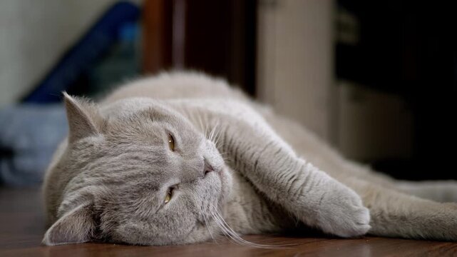 A cute lilac British Shorthair cat sleeps peacefully with tucked paws on a dark wooden floor. Concept of domestic pet comfort, animal relaxation, quiet feline sleep, and cozy indoor living.