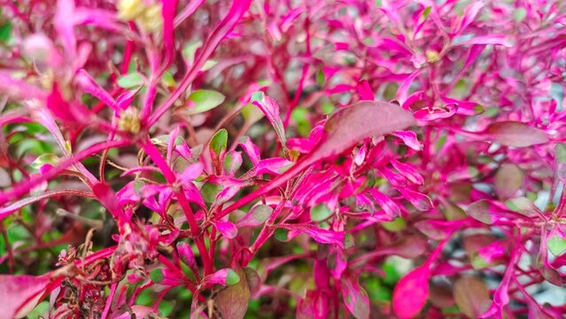 Red alternanthera ficoidea in Indonesian is called the red-leafed criminal purslane in the garden. close up