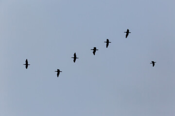 Fototapeta premium Cormorants flying across the sky in Japan.
