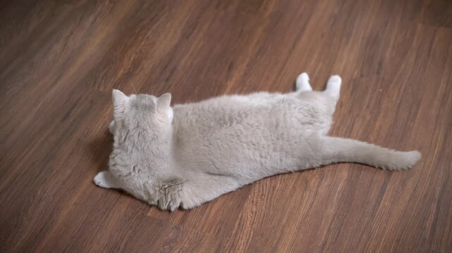 A fluffy grey cat lies flat on a dark wooden parquet floor with its hind legs stretched out in a sploot. Concept of pet relaxation, animal comfort, and funny feline behavior.