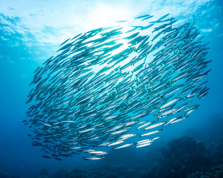 Barracuda school, Red Sea, Egypt