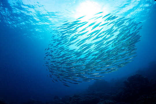 Barracuda school, Red Sea, Egypt