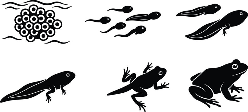 Frog Life Cycle Metamorphosis Growth Stage Tadpole Amphibian Development Vector Illustration Silhouette Design
