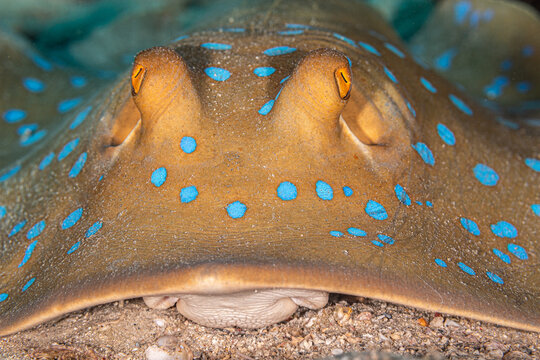 Blue-spotted stingray close-up
