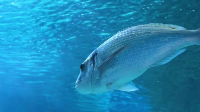 Group of gilthead seabream swimming underwater, Mediterranean marine wildlife, natural fish behavior, coastal ecosystem, biodiversity and underwater nature concept