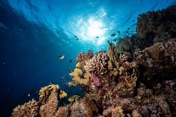 Red Sea reef © Marcel Rudolph-Gajda