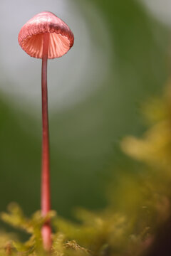 Close up of small bleeding mycena mushroom with pink gills and slender red stem