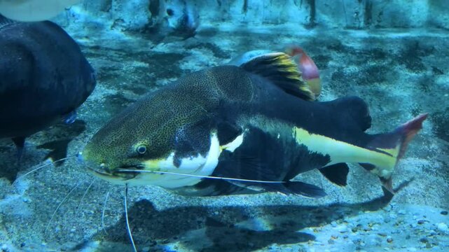 Large catfish swimming underwater, freshwater wildlife and aquatic ecosystem, freshwater biology and aquatic conservation concepts