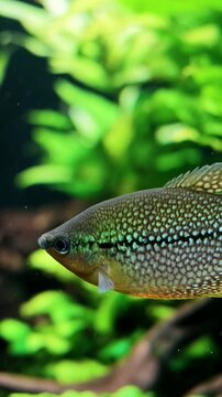Three-spot gourami swimming in a planted freshwater aquarium, Trichopodus trichopterus ornamental fish, colorful scales and natural aquatic movement, tropical freshwater wildlife, aquarium fishkeeping