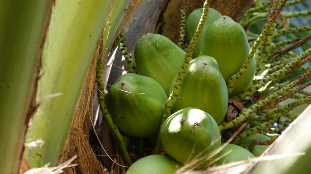 Close-up of a cluster of green unripe coconuts growing on a palm tree in tropical foliage. Natural produce.