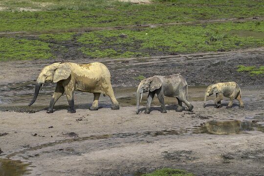African forest elephants (Loxodonta cyclotis) in the Dzanga Bai forest clearing, Dzanga-Ndoki National Park, Unesco World Heritage Site, Dzanga-Sangha Complex of Protected Areas (DSPAC), Sangha-Mba&eacute;r&eacute; Prefecture, Central African Republic