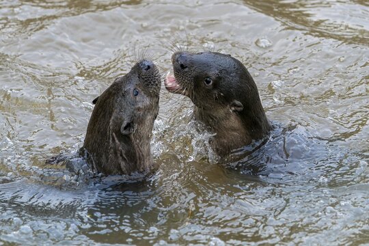 Two young european otter (Lutra lutra), playing in a pond, captive