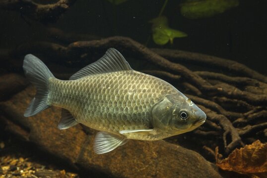 Carassius gibelio, pediment, prussian carp, silver carp, fish, fishes, pisces