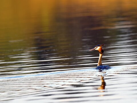 Great Crested Grebe (Podiceps cristatus), Upper Lusatia, Saxony, Germany