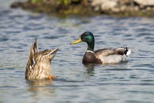Anas platyrhynchos, mallard, mallard, anatidae, birds, ducks, ducks, ducks, female, male, male, birds, waterbirds, waterbirds, female