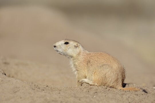 Black-tailed prairie dog (Cynomys ludovicianus), juvenile, captive, occurrence in North America