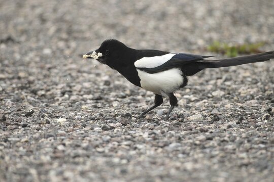 European magpie (Pica pica) Southern Sweden, Sweden, Scandinavia