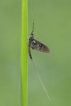 Ephemera danica or Danish mayfly (Ephemera danica), Ahlhorn, Lower Saxony, Germany