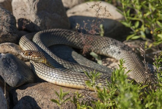 Dolichophis Caspius, European Whip Snake, Caspian Snake, Caspian Snake, Caspian Wrath Snake, Critters, Greece, Reptilia, Reptilia, Reptiles, Snakes, Snakes