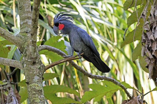 Palm Cockatoo (Probosciger aterrimus), Arabian Cockatoo, adult, on tree, perch, calling, Australia