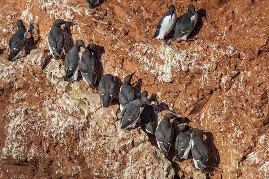 Common guillemot (Uria aalge) on a cliff face on Heligoland, Heligoland, Schleswig-Holstein, Germany