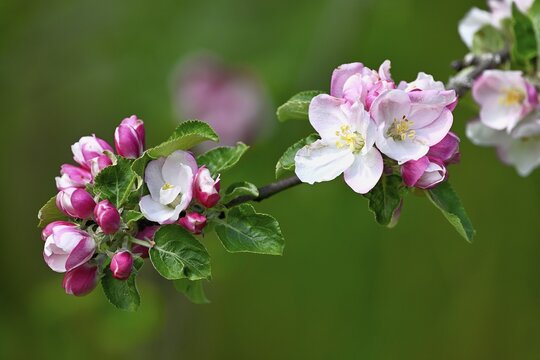 Apple blossom, apple tree (Malus domestica), Switzerland