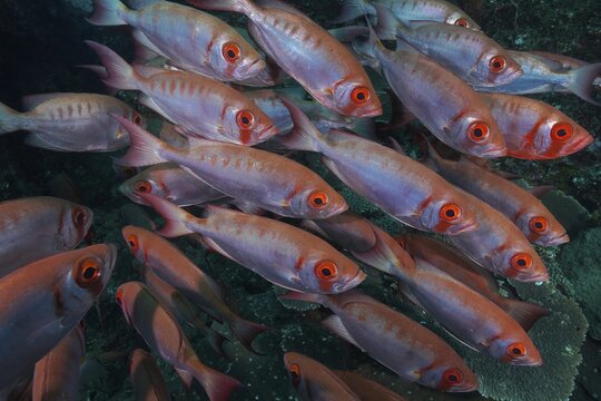 Group of common bigeye (Priacanthus hamrur), silver variety. Dive site Sodwana Bay, Maputaland Marine Reserve, KwaZulu Natal, South Africa