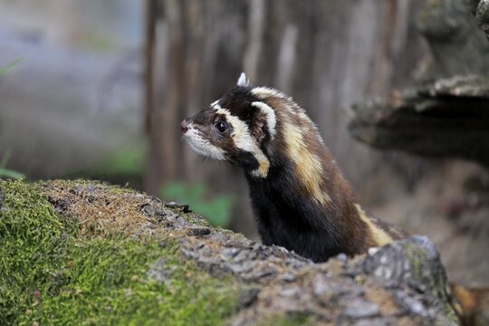 Marbled polecat (Vormela peregusna), adult, alert, on burrow, portrait, captive