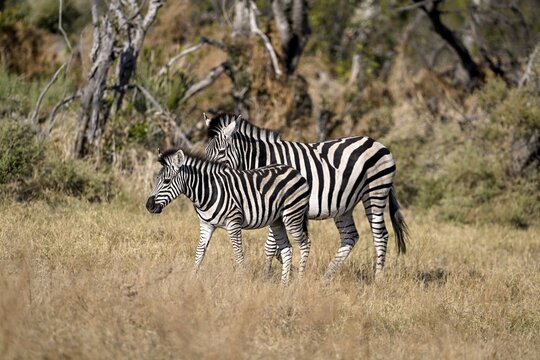 Plains zebras (Equus quagga) near Atzar&oacute; Camp, Okavango Delta, North-West District, Botswana