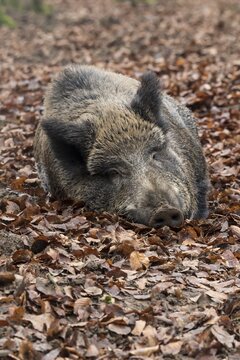 Wild boar (Sus scrofa) lying in autumn leaves, Bache, Vulkaneifel, Rhineland-Palatinate, Germany