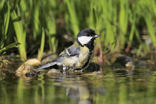 Great tit (Parus major), adult, bathing, in water, garden pond, Rhineland-Palatinate, Germany