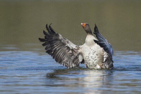 Greylag goose ( anser anser) beats with the wings, plumage care, swimming on a lake, Hannover, Lower Saxony, Germany
