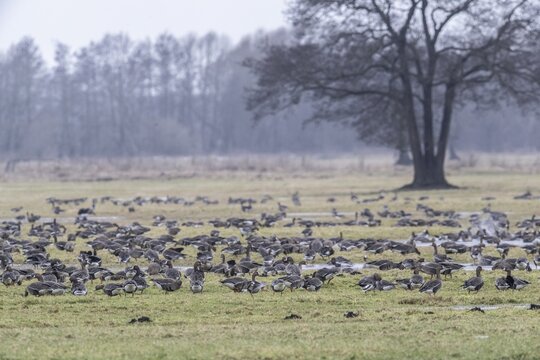 White-fronted geese (Anser albifrons), Lower Saxony, Germany