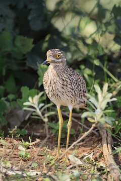 Cape Stone Curlew (Burhinus capensis), adlult, vigilant, Pilanesberg National Park, North West Province, South Africa