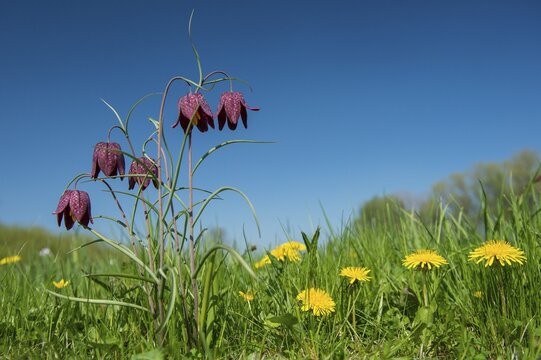 Snake's Head Fritillary (Fritillaria meleagris) in a wet meadow in spring, Berne, Lower Saxony, Germany