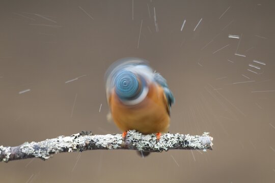 Common kingfisher (Alcedo atthis) adult bird shaking itself on a tree branch, England, United Kingdom