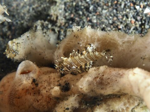 Small fish with camouflage pattern, zebra dwarf lionfish (Dendrochirus zebra) juvenile, on a sea sponge, dive site Puri Jati, Umeanyar, Bali, Indonesia