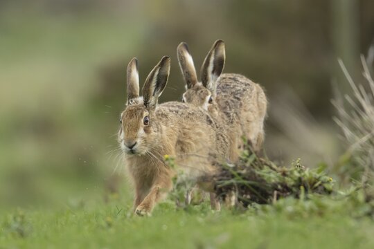 European brown hare (Lepus europaeus) two adult animals running in grassland, England, United Kingdom
