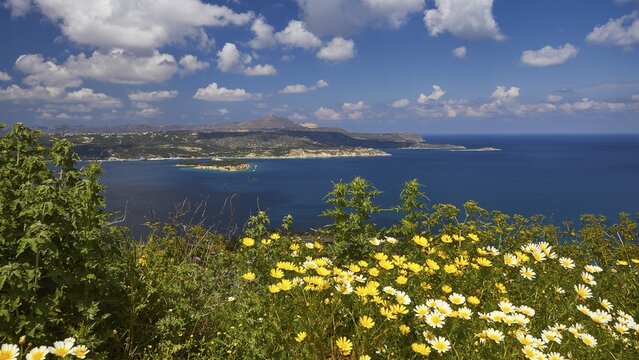 Spring in Crete, flower meadow with white and yellow flowers, view down to Souda Bay and the Akrotiri peninsula behind, blue sky with fair weather clouds, Aptera, West Crete, island of Crete, Greece