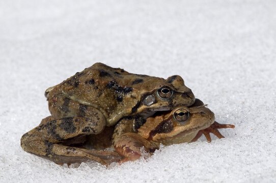 Frogs (Rana temporaria) in the snow