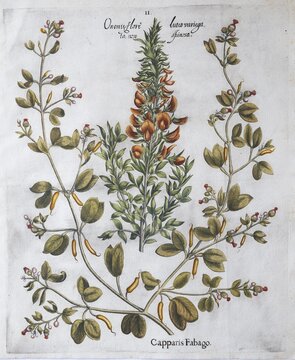 Wild valerian (Valeriana Sambucifoloia), false caper bush (Zygophyllum Fabago), hand-coloured copperplate engraving by Basilius Besler, from Hortus Eystettensis, 1613