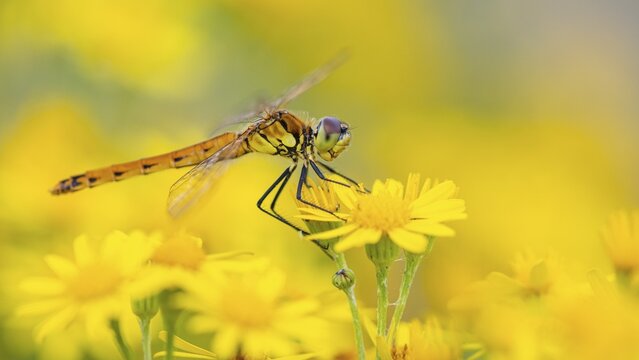Marsh dragonfly (Sympetrum depressiusculum), Ahlhorn, Lower Saxony, Germany