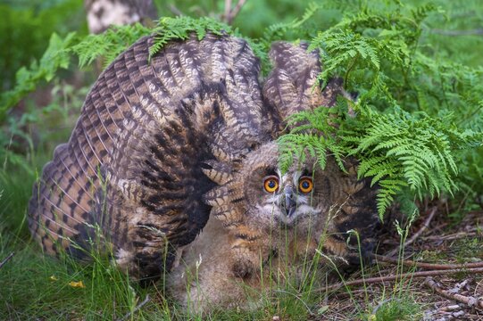 Young eagle owl (Bubo bubo), Oldenburg M&uuml;nsterland, Vechta, Lower Saxony, Germany